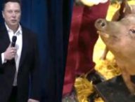 Tests sur des cochons par Neuralink en 2020 avec Elon Musk. // Source : Neuralink (2020) Tests sur des cochons par Neuralink en 2020 avec Elon Musk. // Source : Neuralink (2020)