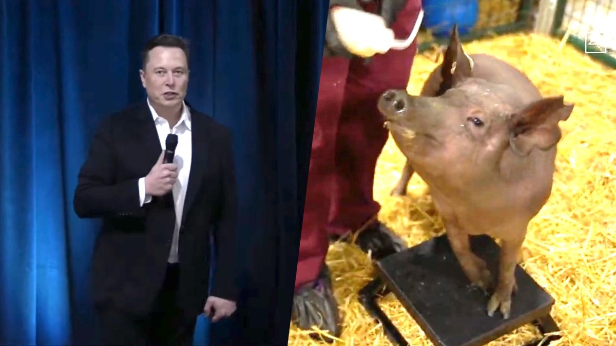 Tests sur des cochons par Neuralink en 2020 avec Elon Musk. // Source : Neuralink (2020) Tests sur des cochons par Neuralink en 2020 avec Elon Musk. // Source : Neuralink (2020)