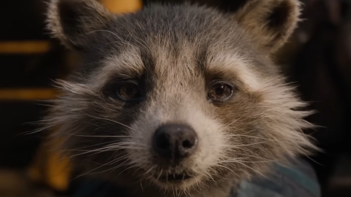 Rocket dans Guardians of the Galaxy Vol.3 // Source : Marvel Rocket dans Guardians of the Galaxy Vol.3 // Source : Marvel