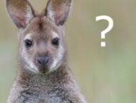 Wallaby // Source : Noodle snacks/Wikimédias Wallaby // Source : Noodle snacks/Wikimédias