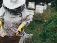 Apiculteurs, abeilles // Source : Pixabay Apiculteurs, abeilles // Source : Pixabay