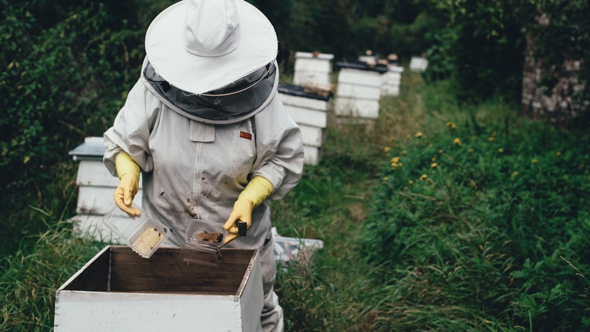 Apiculteurs, abeilles // Source : Pixabay Apiculteurs, abeilles // Source : Pixabay