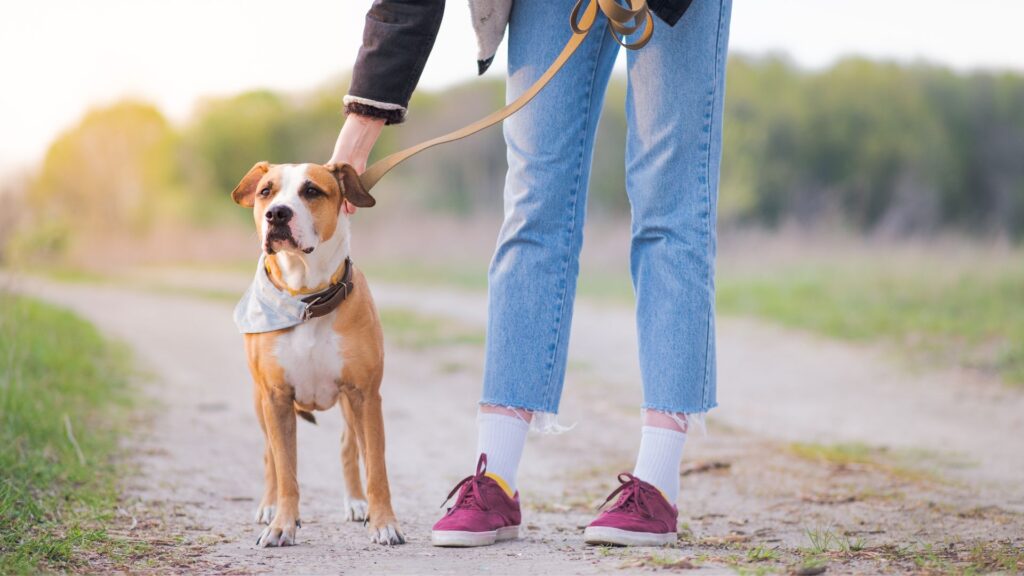 Les chiens inclus dans cette étude étaient des animaux de compagnie. // Source : Canva Les chiens inclus dans cette étude étaient des animaux de compagnie. // Source : Canva