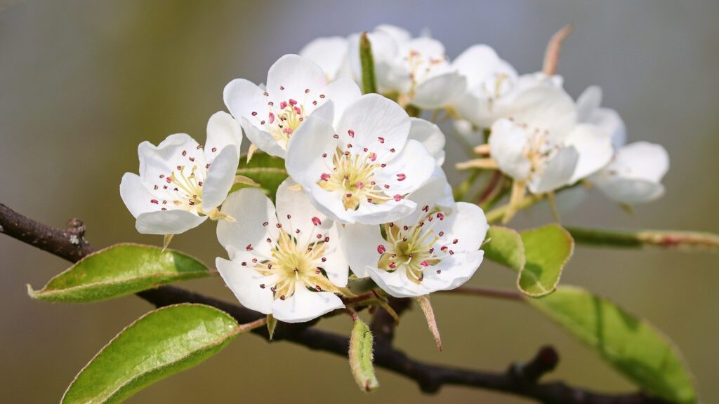 Des fleurs de poirier, avant que les fruits ne se forment // Source : Pixabay Des fleurs de poirier, avant que les fruits ne se forment // Source : Pixabay