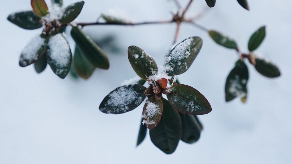La période douce aura des impacts sur les plantes. // Source : Pexels La période douce aura des impacts sur les plantes. // Source : Pexels