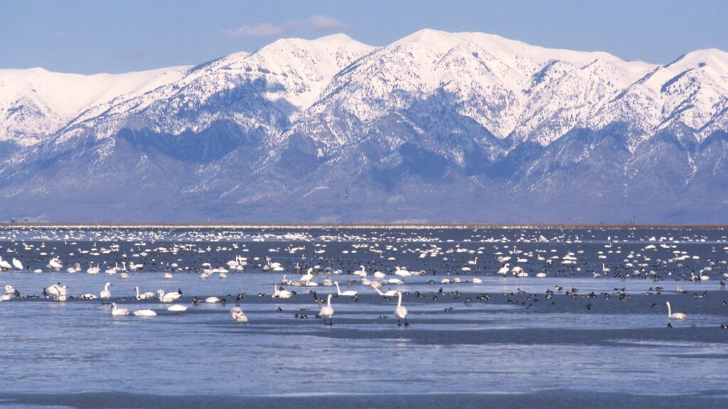 Le Grand lac salé est l'habitat de 10 millions d'oiseaux migrateurs chaque année. // Source : Dr. Dwayne Meadows, NMFS/OPR Le Grand lac salé est l'habitat de 10 millions d'oiseaux migrateurs chaque année. // Source : Dr. Dwayne Meadows, NMFS/OPR