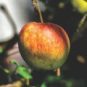 Une pomme. // Source : Pixabay Une pomme. // Source : Pixabay