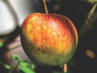 Une pomme. // Source : Pixabay Une pomme. // Source : Pixabay