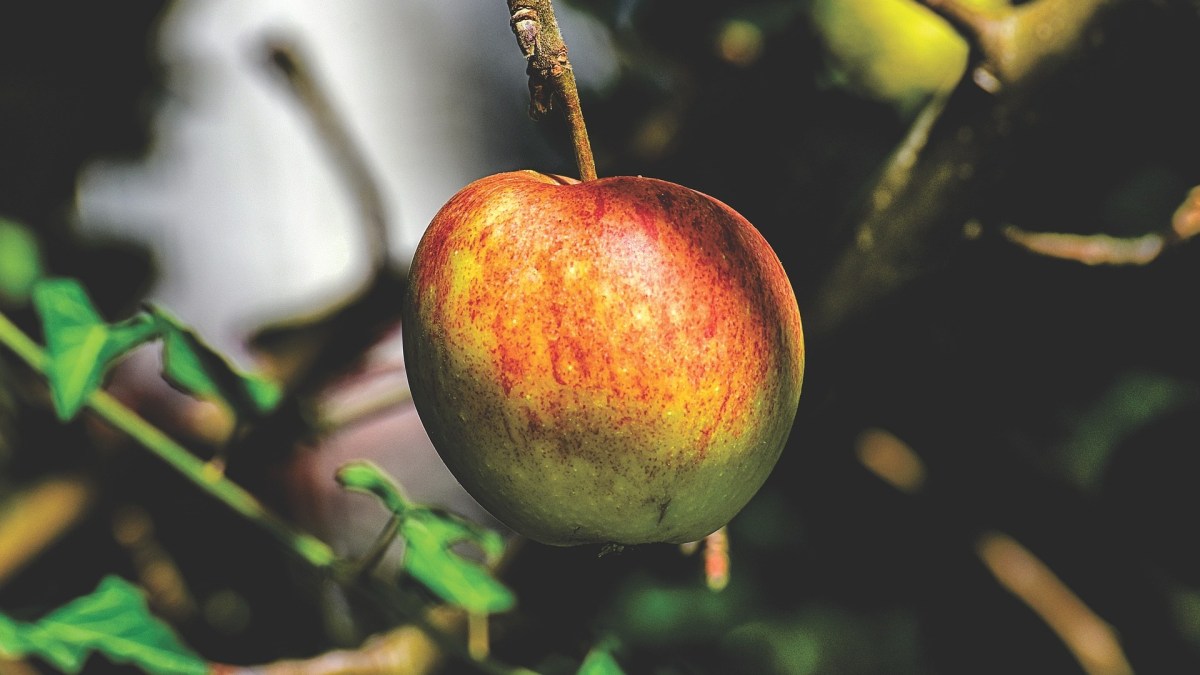 Une pomme. // Source : Pixabay Une pomme. // Source : Pixabay