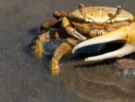 Un crabe. // Source : Pixabay Un crabe. // Source : Pixabay