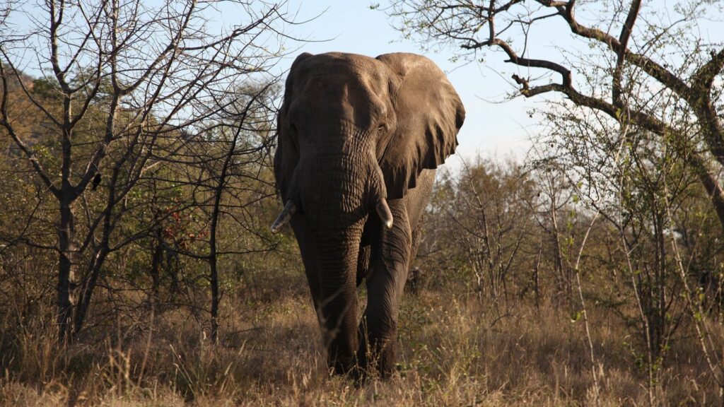 Les éléphants étaient 10 millions en Afrique, autrefois. Ils sont maintenant 500 000 et leur population décline encore. // Source : Pixabay Les éléphants étaient 10 millions en Afrique, autrefois. Ils sont maintenant 500 000 et leur population décline encore. // Source : Pixabay