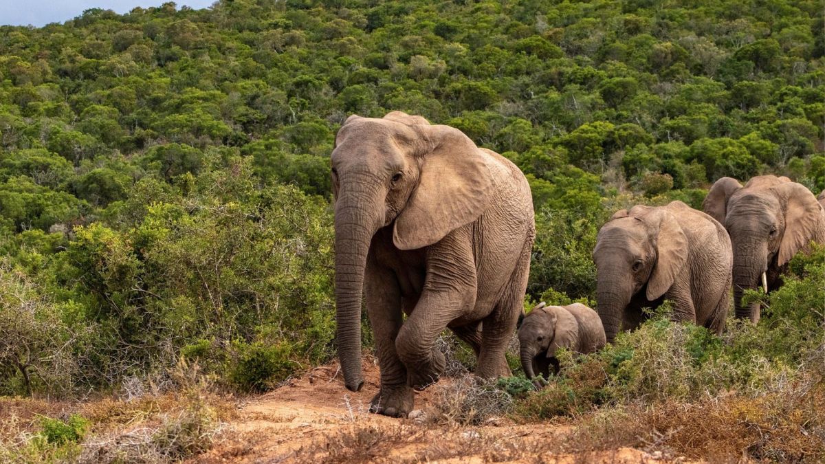 Famille d'éléphants // Source : Pixabay Famille d'éléphants // Source : Pixabay