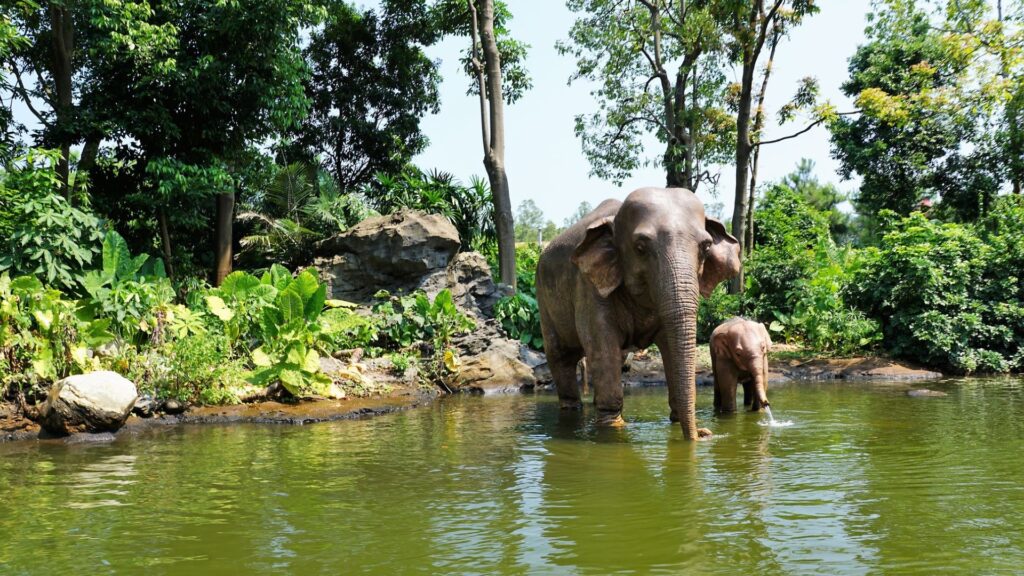 Les éléphants jouent un rôle dans la biodiversité et le stockage du carbone. // Source : Pixabay Les éléphants jouent un rôle dans la biodiversité et le stockage du carbone. // Source : Pixabay