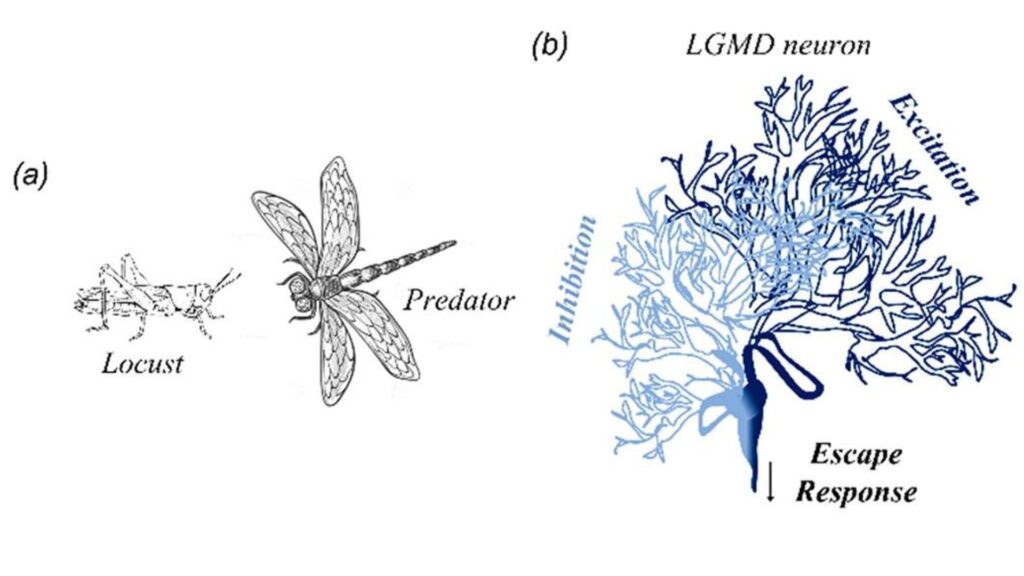 Illustration du neurone LGMD, utilisé pour l'évitement chez les insectes. // Source : ACS Nano Illustration du neurone LGMD, utilisé pour l'évitement chez les insectes. // Source : ACS Nano