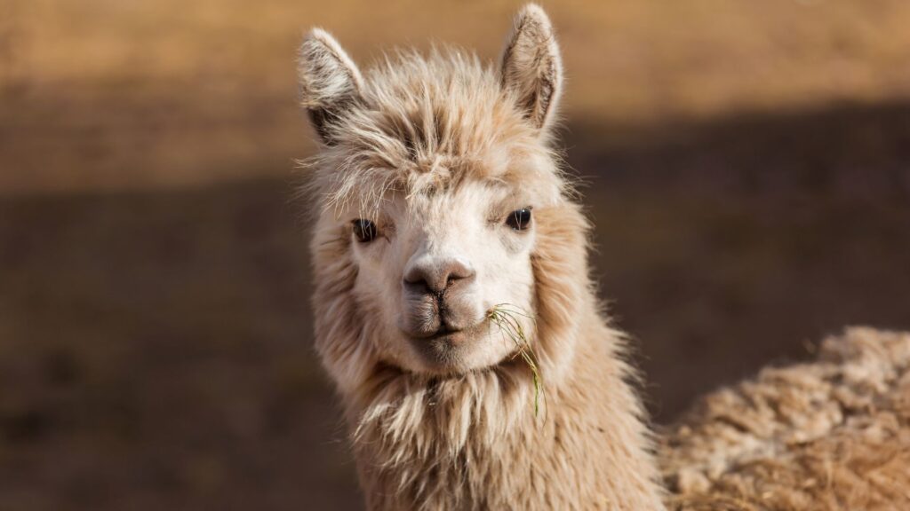 Un lama mignon, presque comme LLaMA // Source : Canva Un lama mignon, presque comme LLaMA // Source : Canva