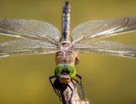 Une libellule. // Source : Pixabay