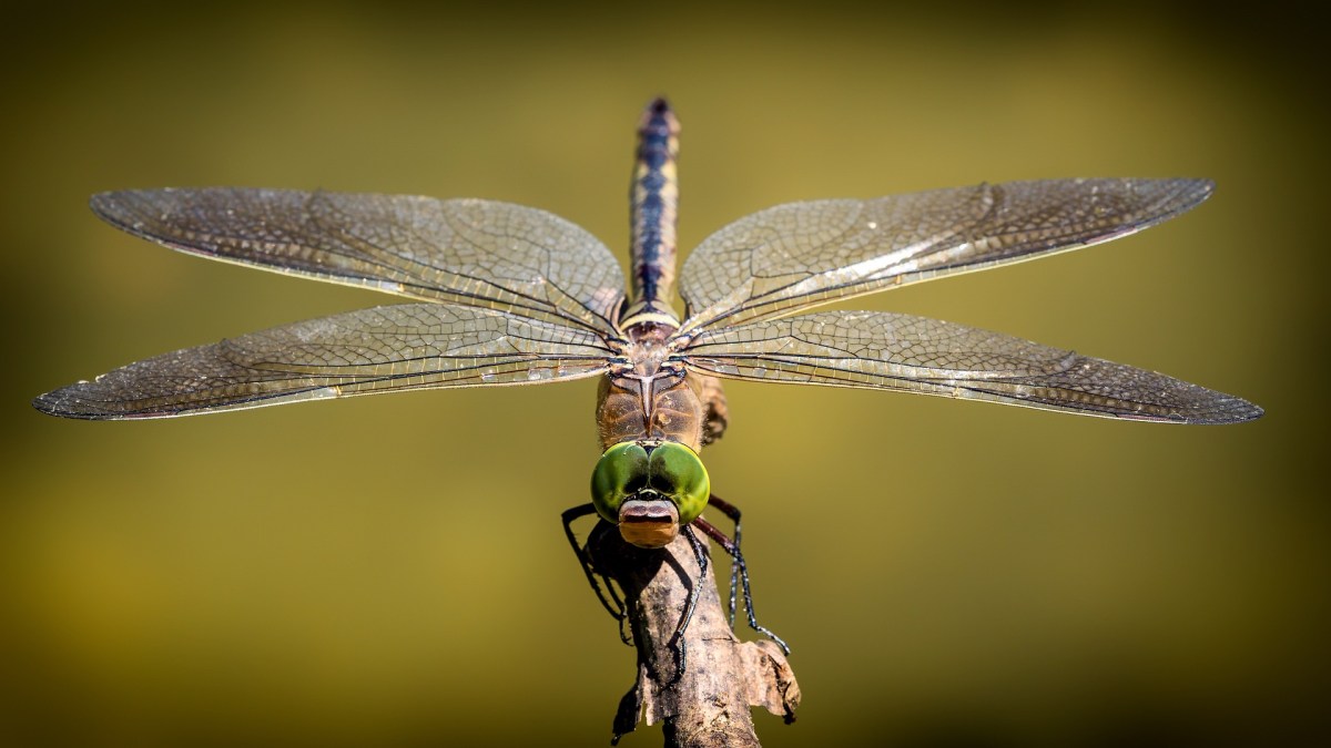 Une libellule. // Source : Pixabay Une libellule. // Source : Pixabay
