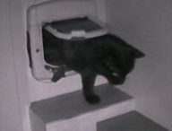 Pépito The Cat. // Source : Capture Numerama Pépito The Cat. // Source : Capture Numerama