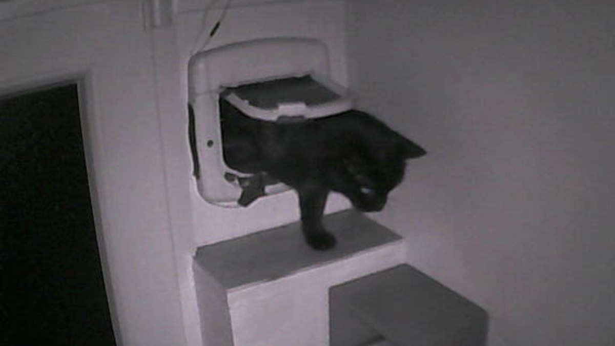 Pépito The Cat. // Source : Capture Numerama Pépito The Cat. // Source : Capture Numerama