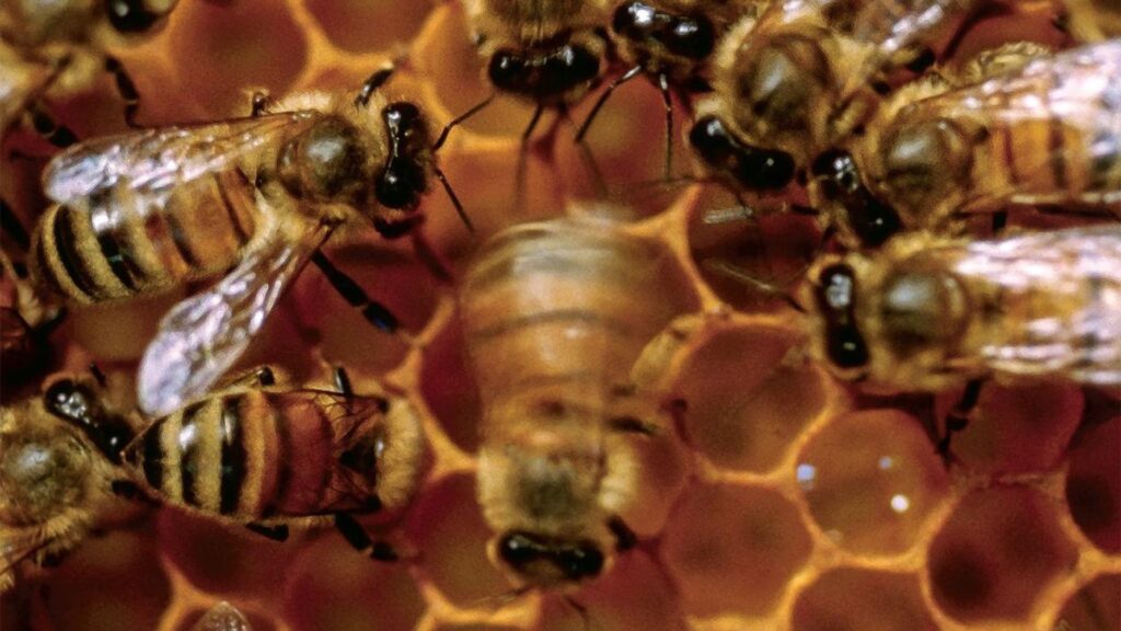 Photographie macro d'une abeille en train de « danser », observée par d'autres abeilles. // Source : Scott Camazine/Science Source/Couverture Photographie macro d'une abeille en train de « danser », observée par d'autres abeilles. // Source : Scott Camazine/Science Source/Couverture