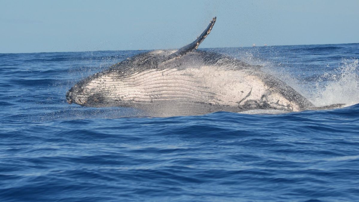 Baleine à bosse // Source : pexels Baleine à bosse // Source : pexels