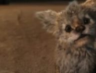 Chupa // Source : Netflix Chupa // Source : Netflix