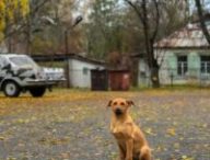 Un chien sauvage dans la zone d'exclusion de Tchernobyl. // Source : Jorge Franganillo/Flickr/CC Un chien sauvage dans la zone d'exclusion de Tchernobyl. // Source : Jorge Franganillo/Flickr/CC