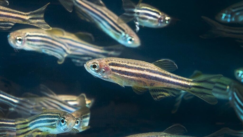 Des poissons-zèbres, souvent utilisés pour des recherches // Source : Flickr Des poissons-zèbres, souvent utilisés pour des recherches // Source : Flickr