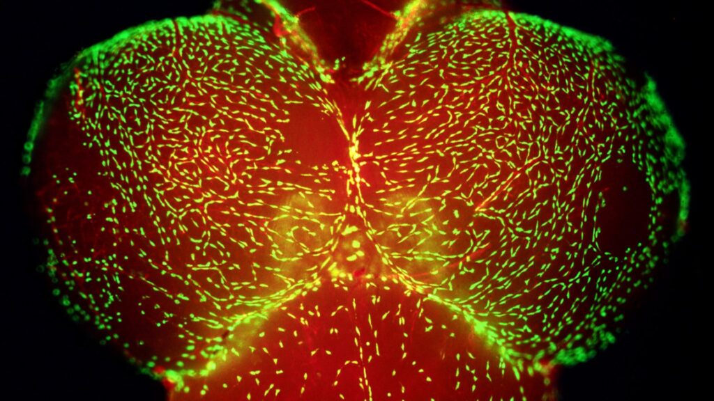 Cerveau de poisson-zèbre adulte // Source : Flickr Cerveau de poisson-zèbre adulte // Source : Flickr