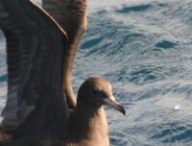 Une espèce d'oiseaux marins appelée Puffin à pieds pâles. // Source : Wikimédias Une espèce d'oiseaux marins appelée Puffin à pieds pâles. // Source : Wikimédias