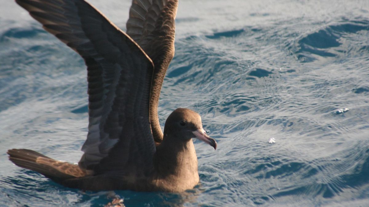 Une espèce d'oiseaux marins appelée Puffin à pieds pâles. // Source : Wikimédias Une espèce d'oiseaux marins appelée Puffin à pieds pâles. // Source : Wikimédias