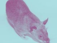 Un rat // Source : Wikimédias