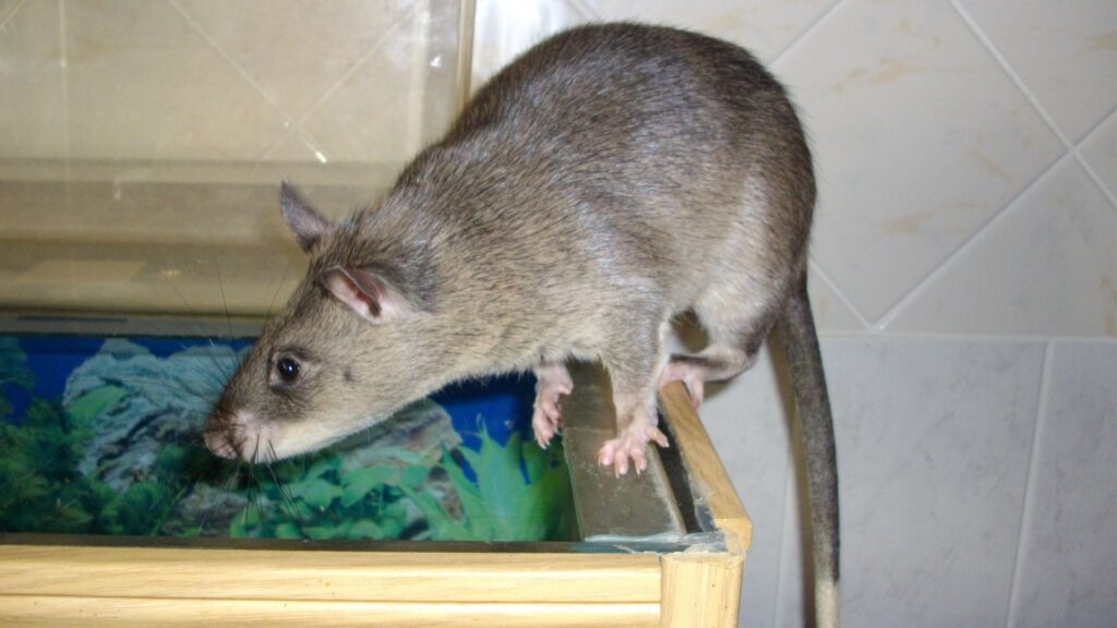 Le cricétome est un rongeur, proche du rat. // Source : Wikimédias/Laëtitia Dudous Le cricétome est un rongeur, proche du rat. // Source : Wikimédias/Laëtitia Dudous