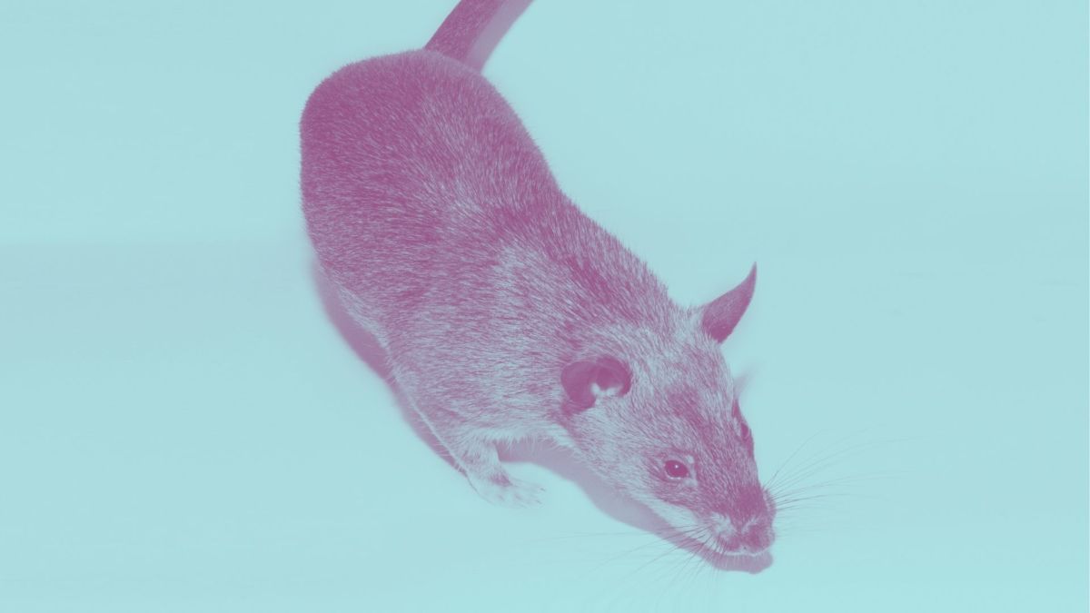 Un rat // Source : Wikimédias Un rat // Source : Wikimédias