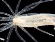 Le Nematostella vectensis, aussi plus simplement appellée Anémone étoilée // Source : Flickr Le Nematostella vectensis, aussi plus simplement appellée Anémone étoilée // Source : Flickr