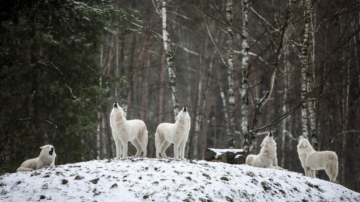 Des loups dans la neige // Source : Mila-del-monte Des loups dans la neige // Source : Mila-del-monte