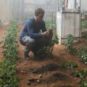 Matt Damon fait pousser des patates sur la planète rouge. // Source : Seul sur Mars Matt Damon fait pousser des patates sur la planète rouge. // Source : Seul sur Mars