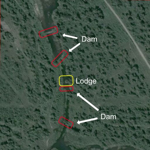 Les barrages (« dam ») et huttes (« lodge ») de castors. // Source : Zooniverse Les barrages (« dam ») et huttes (« lodge ») de castors. // Source : Zooniverse