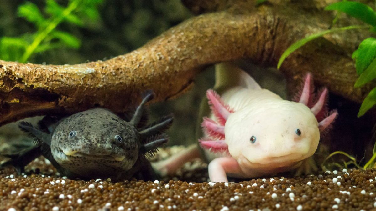 Des axolotls. // Source : Flickr/CC/Robert Röhl Des axolotls. // Source : Flickr/CC/Robert Röhl