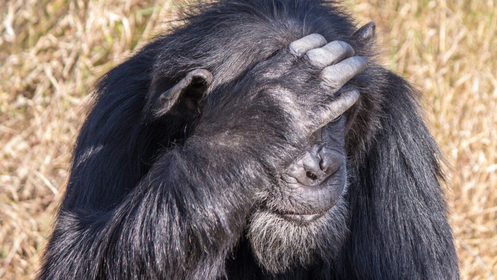 Un chimpanzé au Kenya en 2019 // Source : Flickr/CC/Ray in Manila Un chimpanzé au Kenya en 2019 // Source : Flickr/CC/Ray in Manila