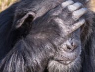 Un chimpanzé au Kenya en 2019 // Source : Flickr/CC/Ray in Manila Un chimpanzé au Kenya en 2019 // Source : Flickr/CC/Ray in Manila