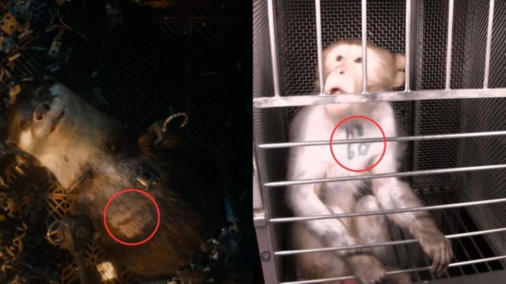 Les animaux ont un simple nombre tatoué sur leur corps. // Source : Marvel/PETA