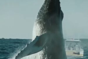 Les orques attaquent les humains dans Abysses. // Source : FranceTV