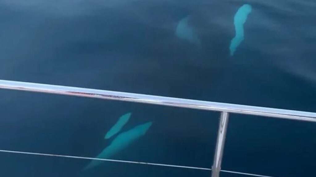 Photo prise par April Boyes : on voit les orques, sous l'eau, autour du yacht. // Source : April Boyes Photo prise par April Boyes : on voit les orques, sous l'eau, autour du yacht. // Source : April Boyes