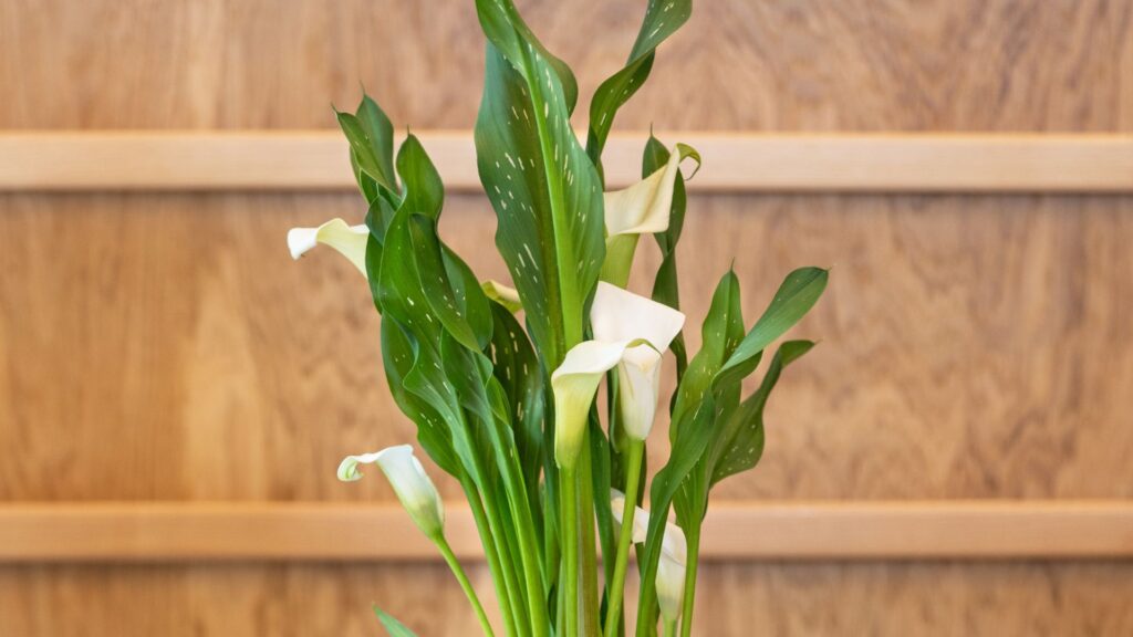 Des arums. // Source : Canva Des arums. // Source : Canva