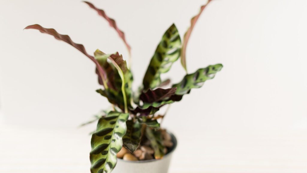 Le calathea. // Source : Canva Le calathea. // Source : Canva