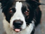 Une photo de chien // Source : Pexels Une photo de chien // Source : Pexels