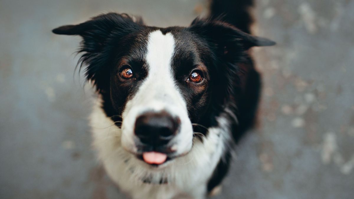Une photo de chien // Source : Pexels Une photo de chien // Source : Pexels