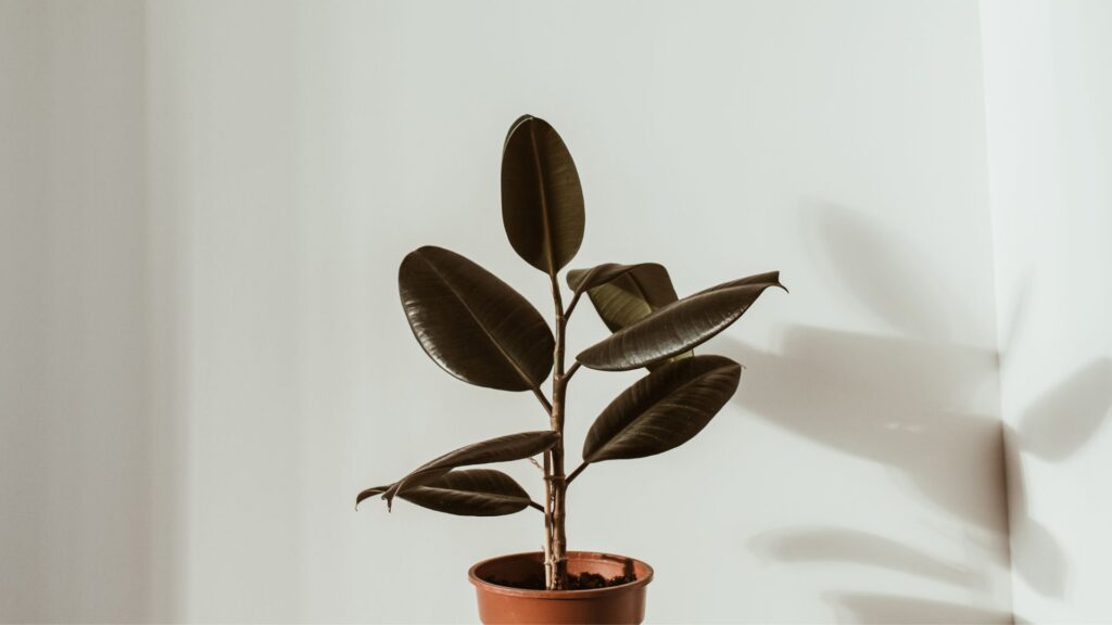 Un ficus. // Source : Canva Un ficus. // Source : Canva