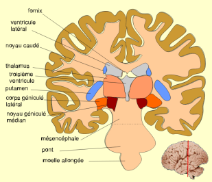 Schéma du cerveau et position d'un ventricule. // Source : Wikimedia Commons Schéma du cerveau et position d'un ventricule. // Source : Wikimedia Commons
